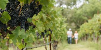 Is there a place similar to rutherglen wineries