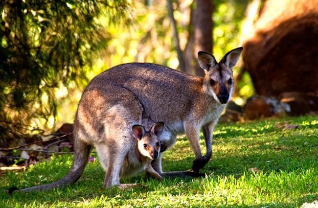 wild kangaroos